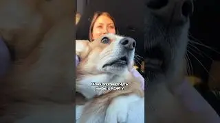 Мифы о КОРГИ 🐾 