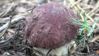 Пошел слой белых грибов