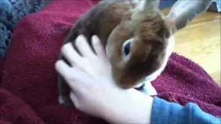 Bunny enjoying getting butt/back scratched