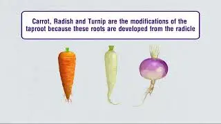 Modifications of Root