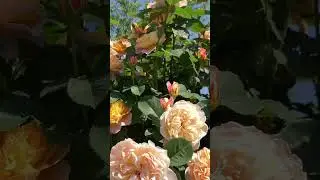 Роза Импрессионист плетистая, г. Киев 1 июня 2024 г.
