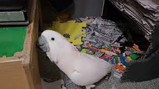 A Cockatoo At 6 AM !!