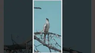 The Graceful White Bird #shorts #beautifulbirds #naturesounds