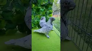 Amazing pigeon 🐦 