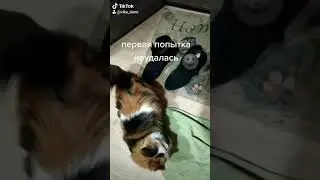 катюня#кошки