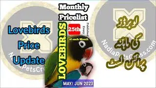 Lovebirds Pricelist JUNE 2023 | Monthly Prices of Lovebirds | Bird Market Update ‎@NadiaPetsCross 