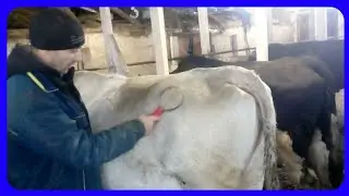 чистые коровы//как добиться чистоты то коровы в зимнее время