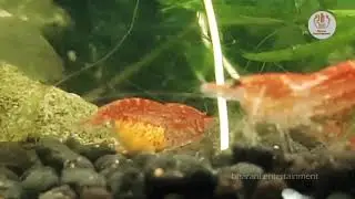 Cherry Shrimp with Eggs (Neocaridina heteropoda)