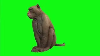 Ape    | Green Screen: Chroma Key Full 1080p HD