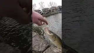 bass on a chatterbait