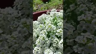 Чудо однолетники  в саду - семена и саженцы по  всей стране -  3seed.ru