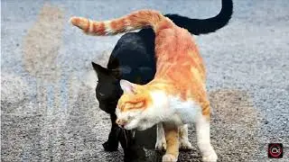 Когда весна стучит в окно