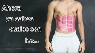 Músculos del abdomen | Anatomía musculoesquelética
