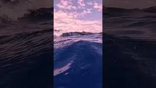 Плыл и вдруг встретил кашалота! 