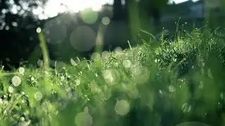 Nature green view, looking nice