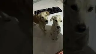 Dog 🤣