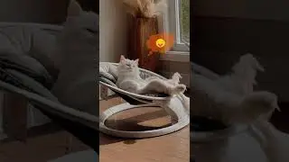 Котик кайфует