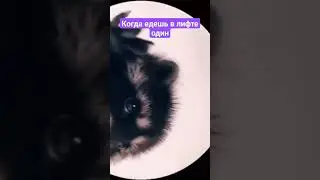 кайф, когда в лифте едешь один😜 