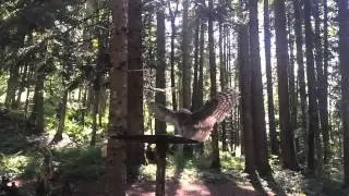 Habichtskauz Jagdflüge @ Wildnisgebiet Dürrenstein Teil 2