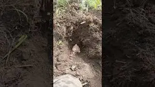 посадка картофеля. #эксперимент