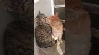 Cute cats