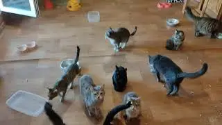 кошкин дом