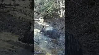 cinghiale 🐗, Wild Boar 🐗 Sanglier 🐗