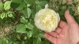 Старые газеты в качестве мульчи. Отличный вариант.