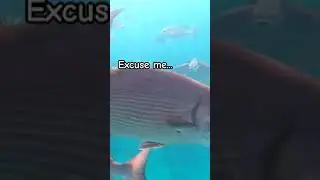 Swimming against the herd...