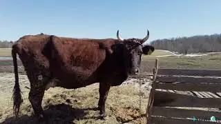 Животноводческая ферма
