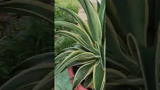 agave plants #shorts