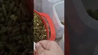 Смешиваю корма для морских свинок.