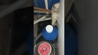 Вот где 🐕 зарыта🥴