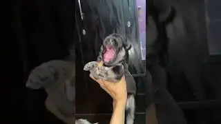 Cutest puppy singing   cheeni ke puppy   roxycheeni   review reloaded   