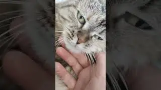 17 мгновений Кота 