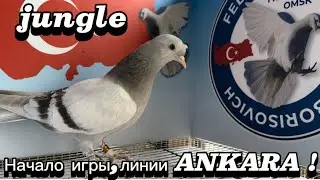 Начало игры линии Анкара , 1 месяц 6 дней тренировок !