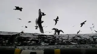 Пир чаек у полуострова Рыбачий.