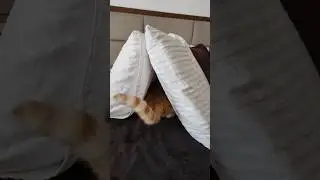 What did I just walk in on?? Cat dad things.  #cats #catdad #catlover