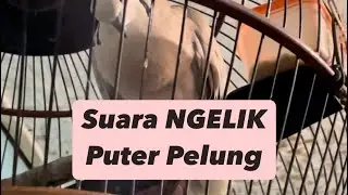 Suara NGELIK Puter Pelung @sugitokambojaBF