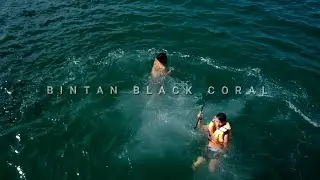 Jarang Pulang Id : BINTAN BLACK CORAL