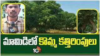మామిడిలో కొమ్మ కత్తిరింపులు | Mango Tree Pruning | Matti Manishi | 10TV