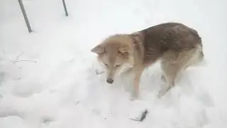 Собака Умка поймала мышку