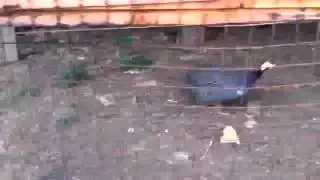Глухарь и фазан в лесной усадьбе