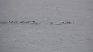 Penguins Porpoising