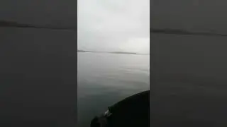 аргази.