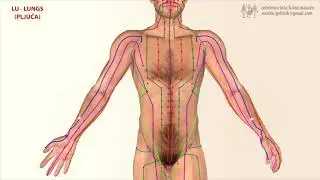 Меридиан на белите дробове - КИТАЙСКАТА ТРАДИЦИОННА МЕДИЦИНА