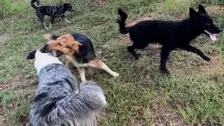 Pack of Dog Go Wild