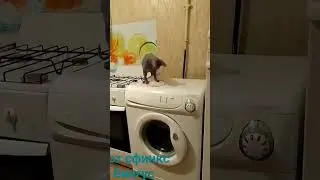Бингус иногда любит шалить