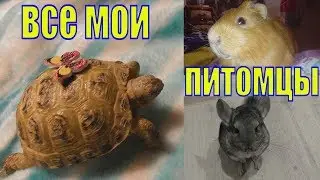 Все мои питомцы в одном видео /Морские свинки/шиншилла/черепаха/Елена и зверята