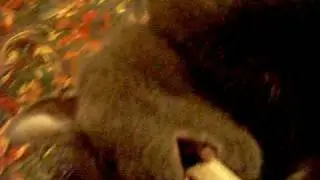 Killer Kitty: Sampson Hates the Camera